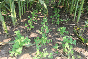clover cover crop planted into corn