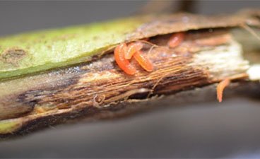 Orange soybean gall midge larvae on the stem of a soybean plant