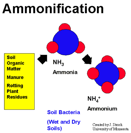 ammonification diagram