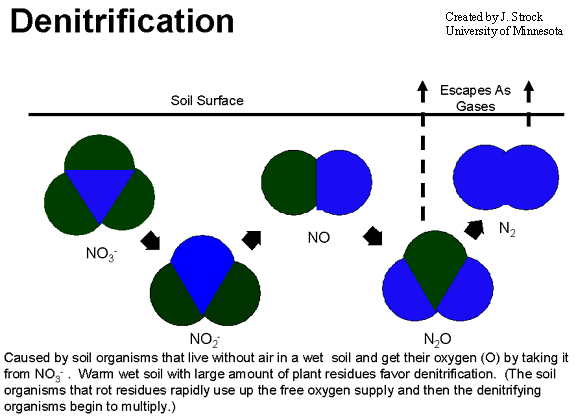 Denitrification diagram
