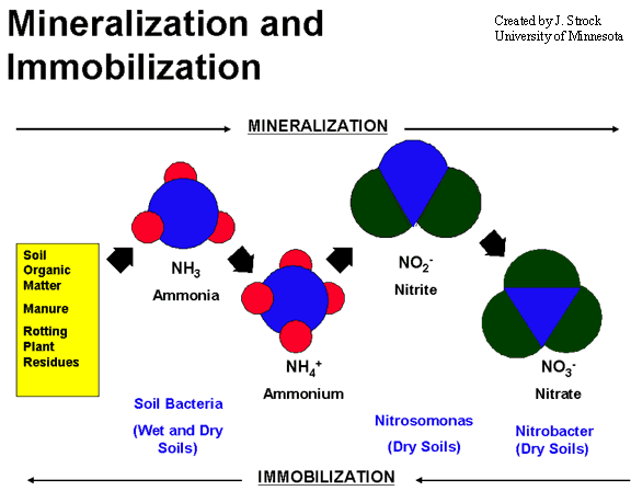 Mineralization diagram