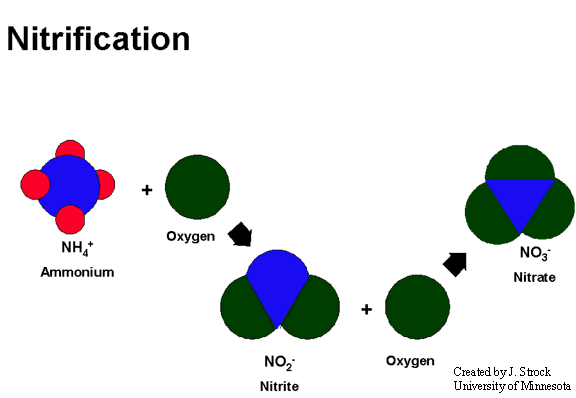 nitrification diagram