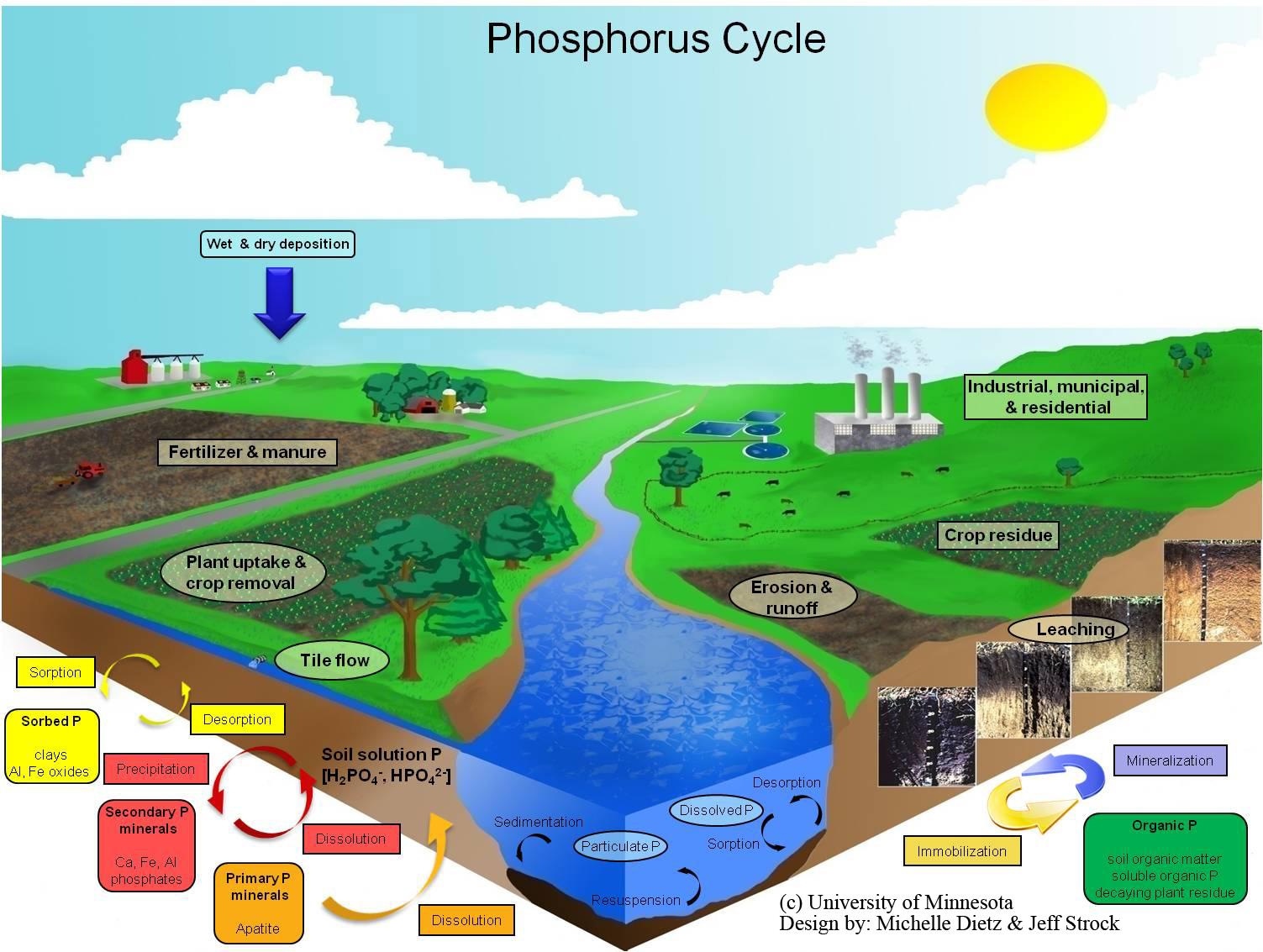 phosphorus cycle diagram