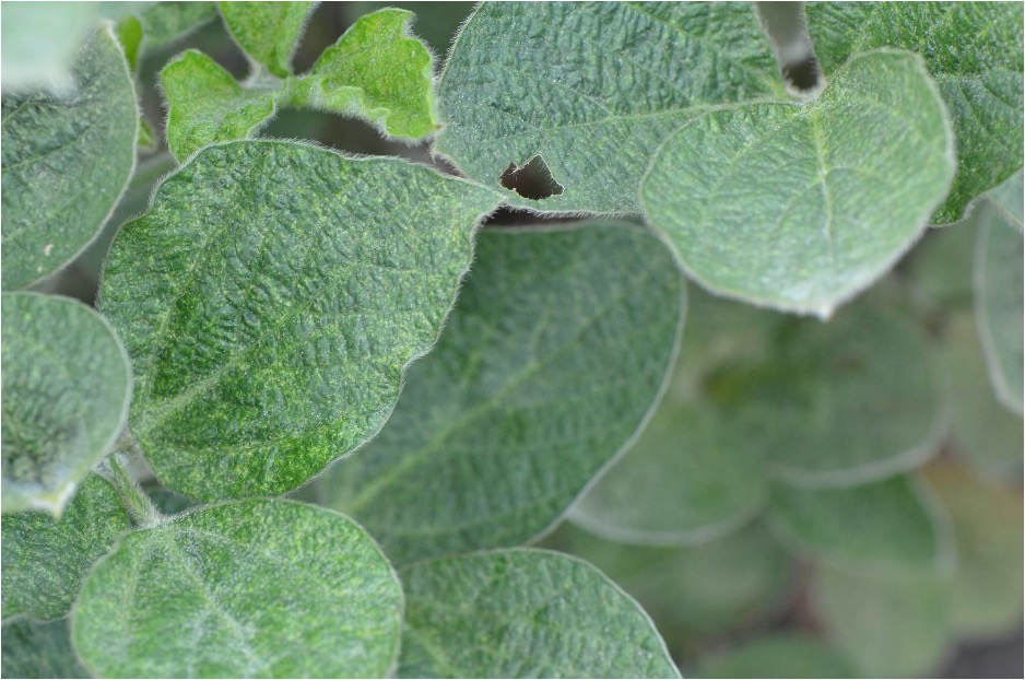 Close up of soybean leafs stippling from spier mite damage