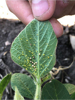 soybean aphids on the underside of a soybean leaf