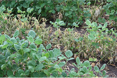 Soybean plants that are wilting, yellowing and have dead leaves
