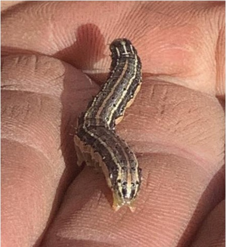 Fall armyworm with 4 distinguishing black dots at its rear end of the abdomen