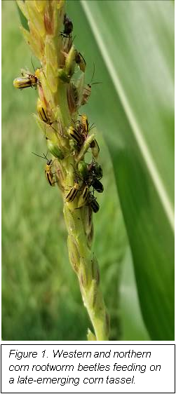 Corn rootworm beetles feeding on late- emerging corn tassel