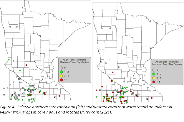 Relative northern corn rootworm and abundance in yellow sticky traps in continuous and rotated Bt RW corn