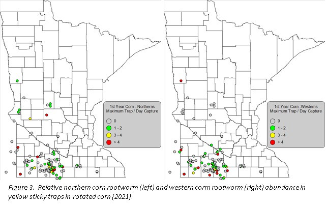 Relative northern corn root worm and abundance in yellow sticky traps in rooted corn
