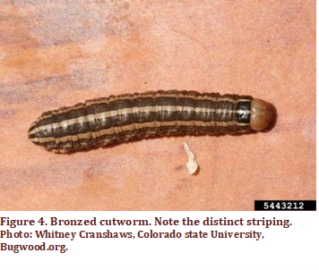 Fig. 4 Bronzed cutworm