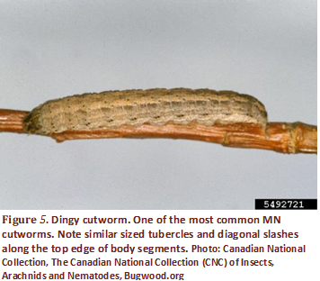 Dindy cutworm