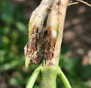 Early season symptoms of soybean gall midge at the base of soybean stems.