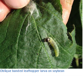 Oblique banded leafhopper larva on soybean