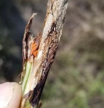 A close-up of a hand holding a stem with soybean gall midge larvae