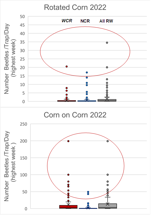 Graph showing beetle captures in rotated (top) and non rotated (bottom) corn in 2022