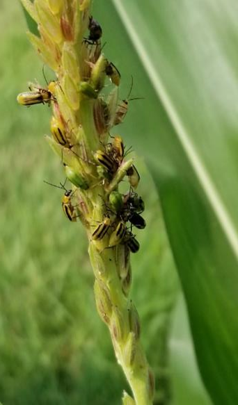Picture of rootworms congregatingon a late-emerging corn tassel.
