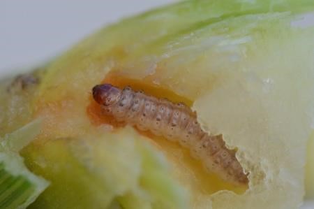 a photo of ECB larva in corn stalk