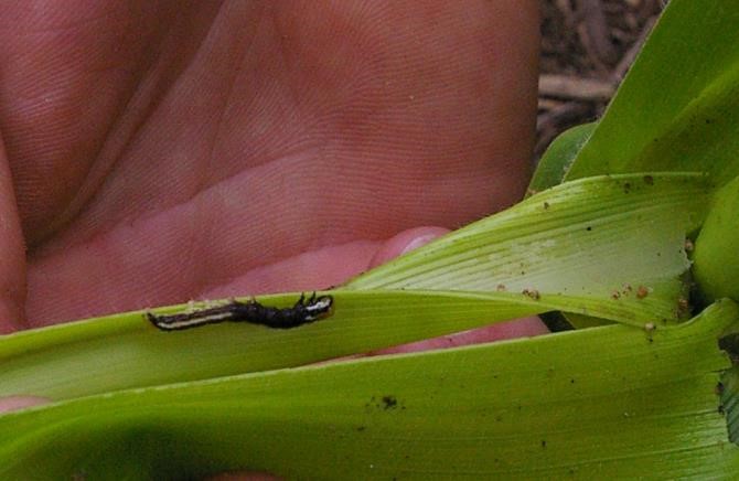 Photo of common stalk borer feeding injury in a corn whorl