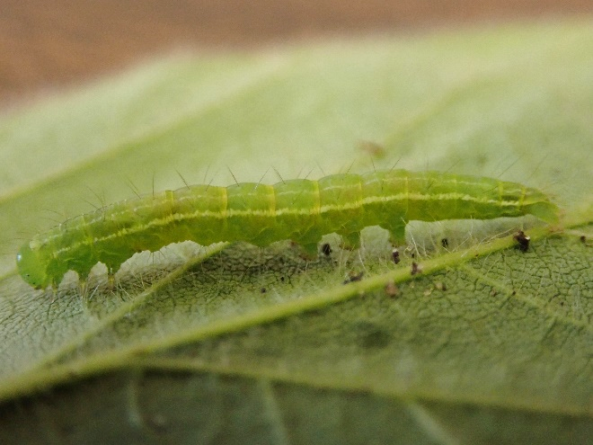 Closeup picture of a green cloverworm