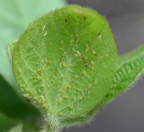 A close-up of a soybean aphid colony in the process of leaving. You can also see winged adults in the photo.