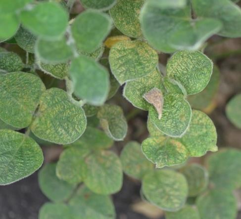 Close-up of severe spider mite stippling on a soybean plant.