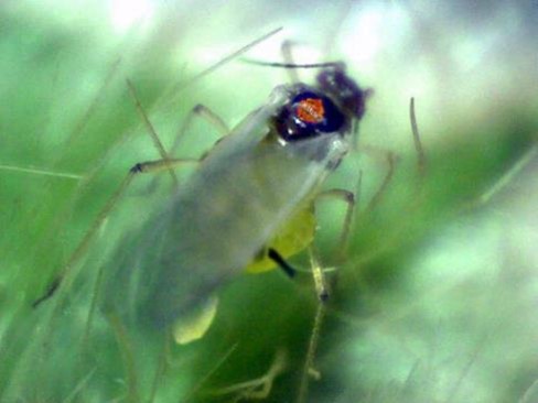 Close-up of a migrant aphid and offspring. 