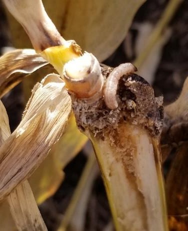 A close-up picture of a corn borer larva on corn stalk