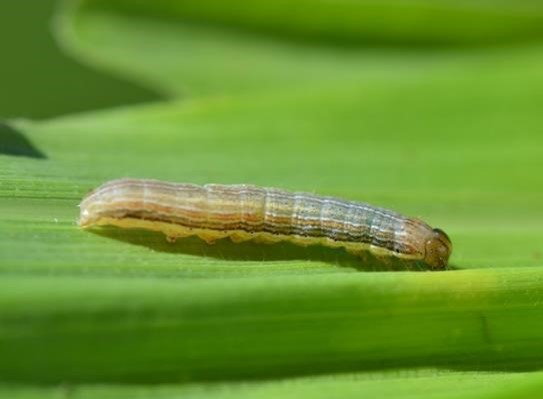 A armyworm larva on a leaf