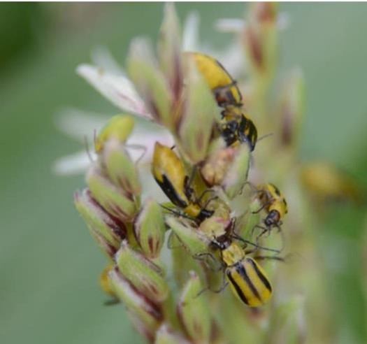 A close-up of a group of western corn rootworm beetles on a plant