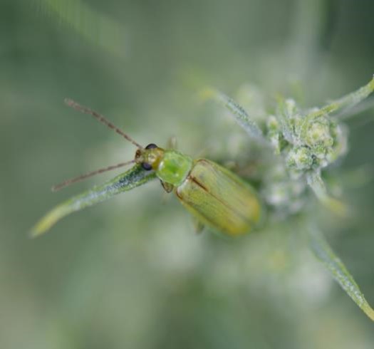 Close-up of a northern corn rootworm beetle