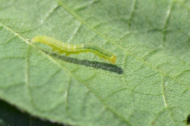 closeup of green cloverworm caterpillar