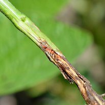 orange soybean gall midge larvae on soybean stem