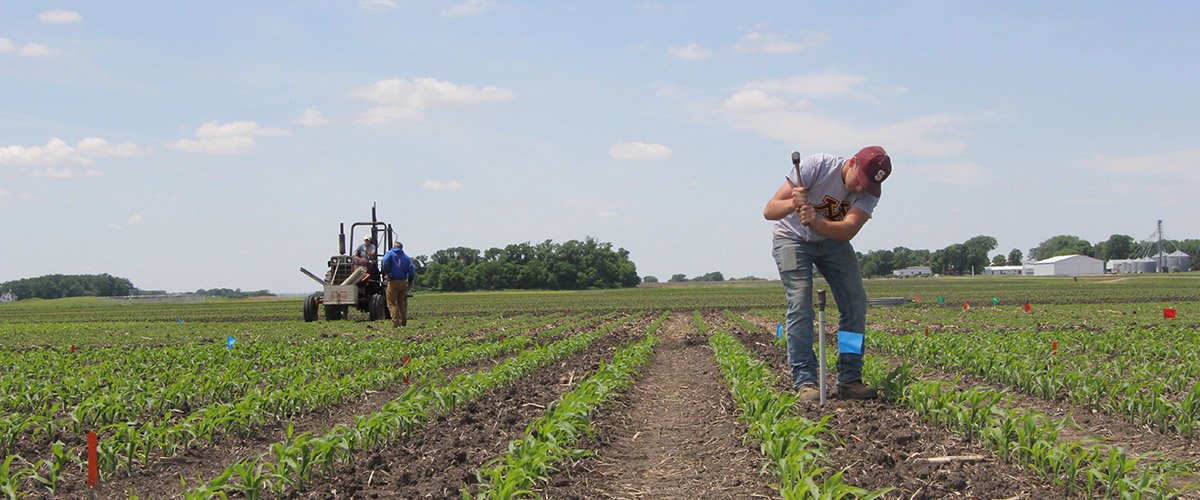 A worker pounds a probe into soil in a soybean field with a tractor in the background