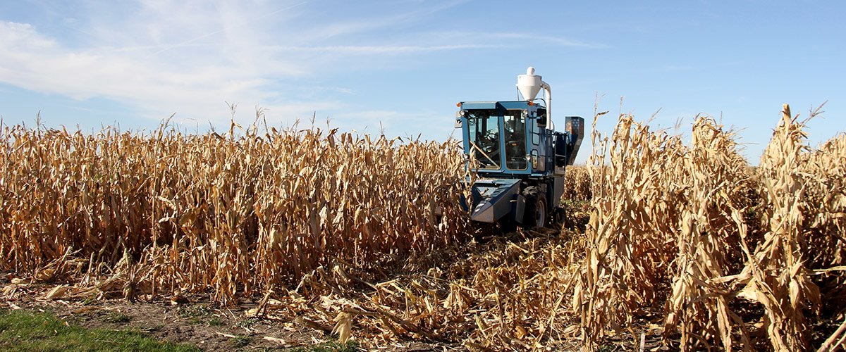 2-row plot combine harvesting corn