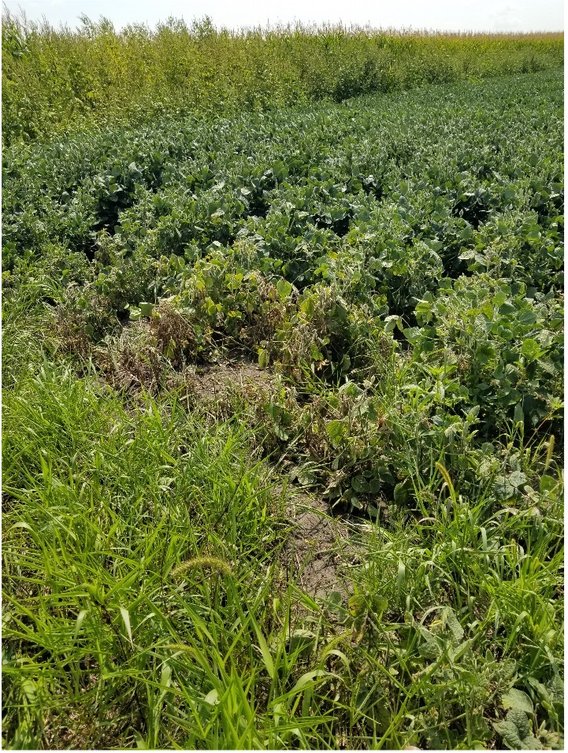 edge of a soybean field with wilting plants infested with soybean gall midge