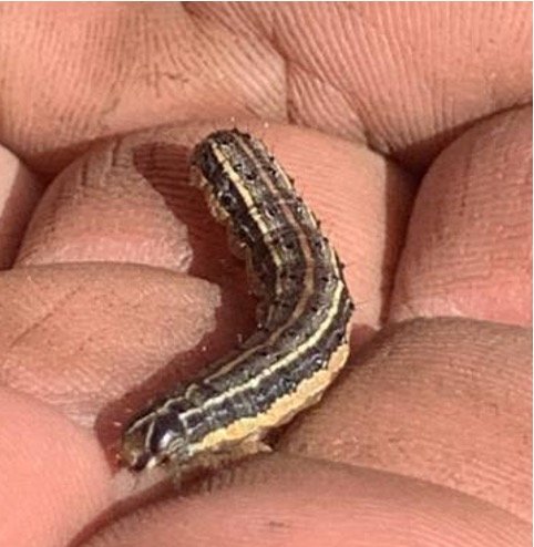 Fall armyworm with distingusing inverted Y on the front of its head