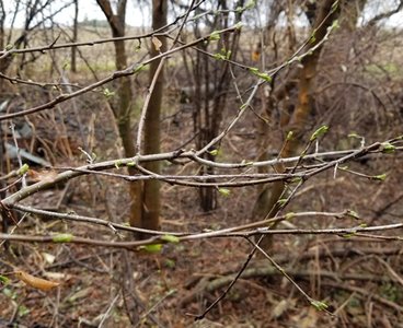 buckthorn branches with buds emerging 