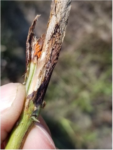 soybean stem with several orange soybean gall midge larvae on it