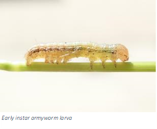Early instar armyworm larva