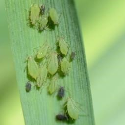 closeup of various aphids