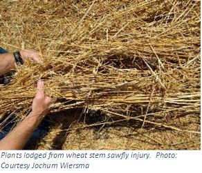 Plants lodged from wheat stem snowfly injury