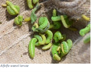 closeup of a group of alfalfa weevil larvae
