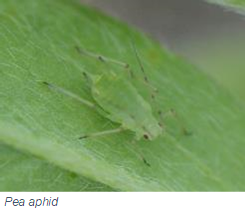 closeup of a Pea aphid on a leaf