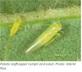 closeup of potato leafhopper nymph and adult sitting on leaf