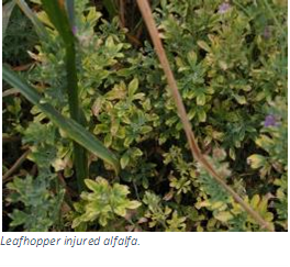 picture showing leafhopper injured alfalfa