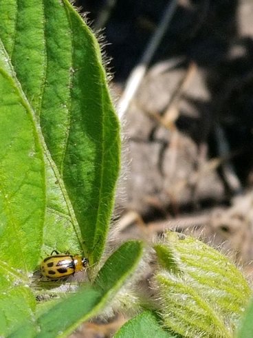 A picture containing a close up of a bean leaf beetle