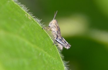A close up of a grasshopper 