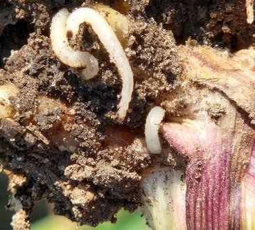 Corn rootworm larvae in corn root system