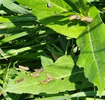 Small grasshopper nymphs
